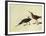 Short-Billed Dowitcher-John James Audubon-Framed Giclee Print