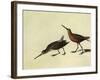 Short-Billed Dowitcher-John James Audubon-Framed Giclee Print