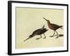 Short-Billed Dowitcher-John James Audubon-Framed Giclee Print