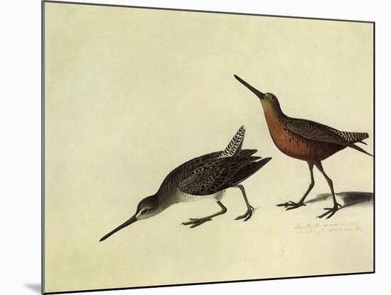 Short-Billed Dowitcher-John James Audubon-Mounted Giclee Print