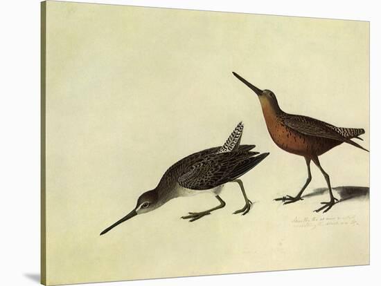 Short-Billed Dowitcher-John James Audubon-Stretched Canvas