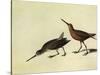 Short-Billed Dowitcher-John James Audubon-Stretched Canvas