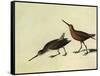 Short-Billed Dowitcher-John James Audubon-Framed Stretched Canvas