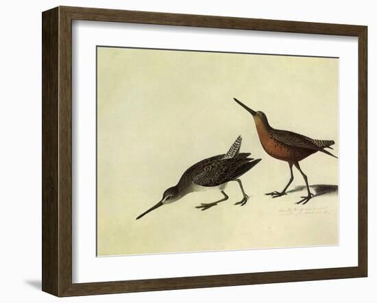 Short-Billed Dowitcher-John James Audubon-Framed Giclee Print