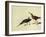 Short-Billed Dowitcher-John James Audubon-Framed Giclee Print