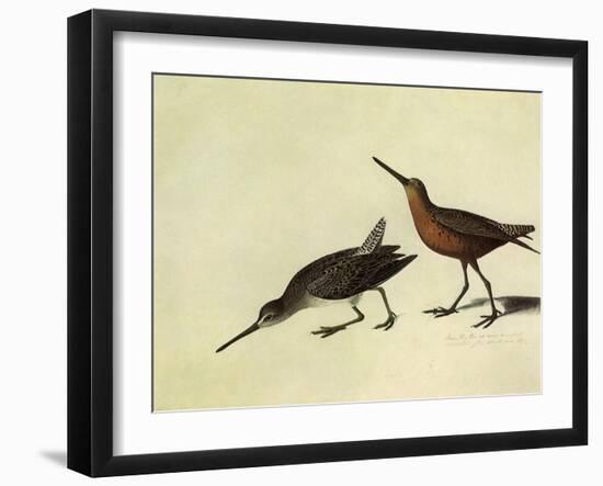 Short-Billed Dowitcher-John James Audubon-Framed Giclee Print