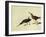 Short-Billed Dowitcher-John James Audubon-Framed Giclee Print