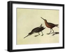 Short-Billed Dowitcher-John James Audubon-Framed Giclee Print