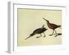 Short-Billed Dowitcher-John James Audubon-Framed Giclee Print