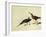 Short-Billed Dowitcher-John James Audubon-Framed Giclee Print