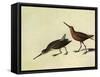 Short-Billed Dowitcher-John James Audubon-Framed Stretched Canvas