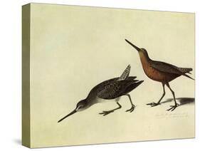 Short-Billed Dowitcher-John James Audubon-Stretched Canvas