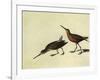 Short-Billed Dowitcher-John James Audubon-Framed Giclee Print