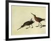 Short-Billed Dowitcher-John James Audubon-Framed Giclee Print