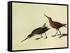 Short-Billed Dowitcher-John James Audubon-Framed Stretched Canvas