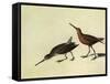 Short-Billed Dowitcher-John James Audubon-Framed Stretched Canvas