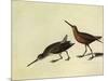 Short-Billed Dowitcher-John James Audubon-Mounted Giclee Print