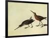 Short-Billed Dowitcher-John James Audubon-Framed Giclee Print