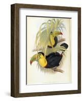 Short-Billed Toucan-John Gould-Framed Giclee Print