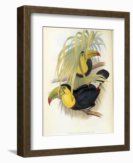 Short-Billed Toucan-John Gould-Framed Giclee Print