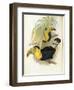 Short-Billed Toucan-John Gould-Framed Giclee Print
