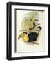 Short-Billed Toucan-John Gould-Framed Giclee Print