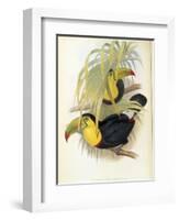 Short-Billed Toucan-John Gould-Framed Giclee Print