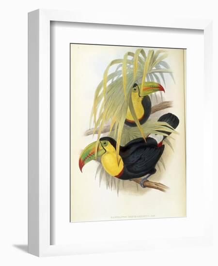 Short-Billed Toucan-John Gould-Framed Giclee Print