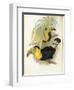 Short-Billed Toucan-John Gould-Framed Giclee Print