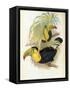 Short-Billed Toucan-John Gould-Framed Stretched Canvas