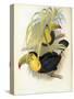 Short-Billed Toucan-John Gould-Stretched Canvas