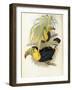 Short-Billed Toucan-John Gould-Framed Giclee Print