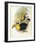 Short-Billed Toucan-John Gould-Framed Giclee Print