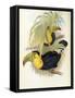 Short-Billed Toucan-John Gould-Framed Stretched Canvas