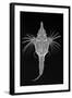 Short Dragonfish-Sandra J. Raredon-Framed Art Print