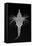 Short Dragonfish-Sandra J. Raredon-Framed Stretched Canvas