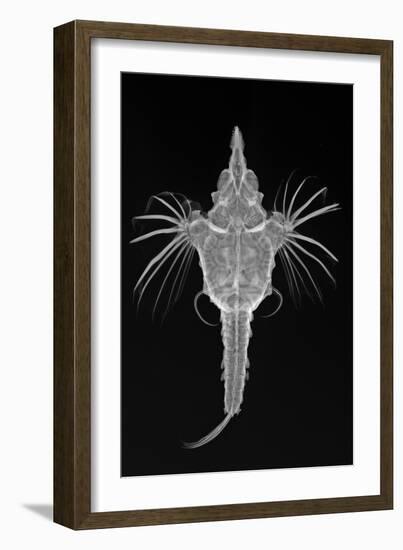 Short Dragonfish-Sandra J. Raredon-Framed Art Print