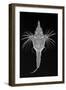 Short Dragonfish-Sandra J. Raredon-Framed Art Print