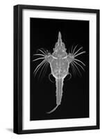 Short Dragonfish-Sandra J. Raredon-Framed Art Print