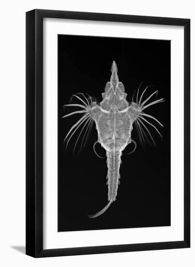 Short Dragonfish-Sandra J. Raredon-Framed Art Print