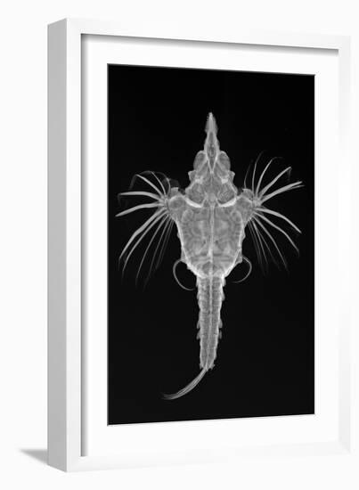 Short Dragonfish-Sandra J. Raredon-Framed Art Print