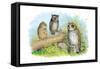 Short-Eared Owl and Screech Owl-Theodore Jasper-Framed Stretched Canvas