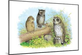 Short-Eared Owl and Screech Owl-Theodore Jasper-Mounted Art Print