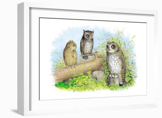 Short-Eared Owl and Screech Owl-Theodore Jasper-Framed Art Print