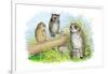 Short-Eared Owl and Screech Owl-Theodore Jasper-Framed Art Print