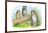 Short-Eared Owl and Screech Owl-Theodore Jasper-Framed Art Print