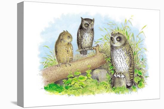 Short-Eared Owl and Screech Owl-Theodore Jasper-Stretched Canvas