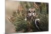 Short-eared owl (Asio flammeus) captive, Holy Island, Northumberland, England-Ann and Steve Toon-Mounted Photographic Print