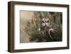 Short-eared owl (Asio flammeus) captive, Holy Island, Northumberland, England-Ann and Steve Toon-Framed Photographic Print