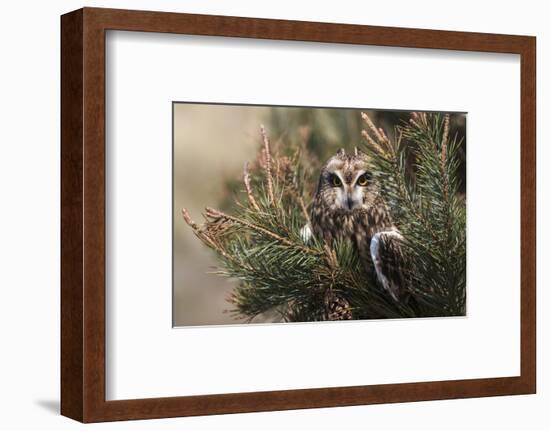 Short-eared owl (Asio flammeus) captive, Holy Island, Northumberland, England-Ann and Steve Toon-Framed Photographic Print